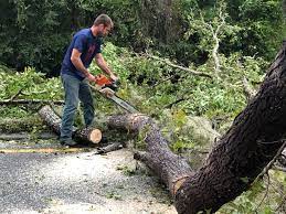 Best Emergency Tree Removal  in Allen Park, MI